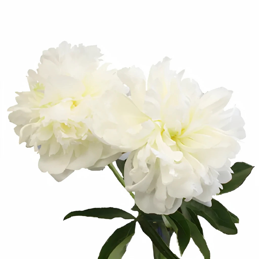 Cream Peonies - alternative 3