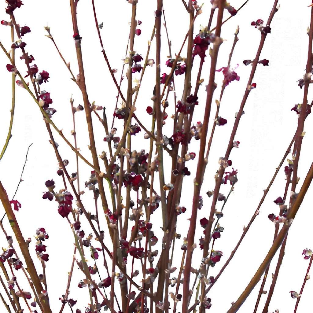 Peach Blossom Red Branches - main