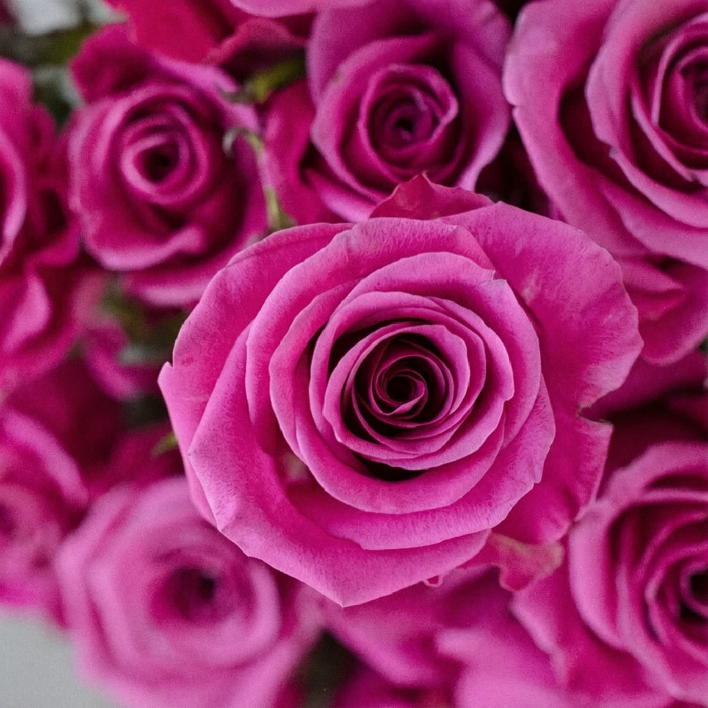 Breezer Roses Standard - alternative 2