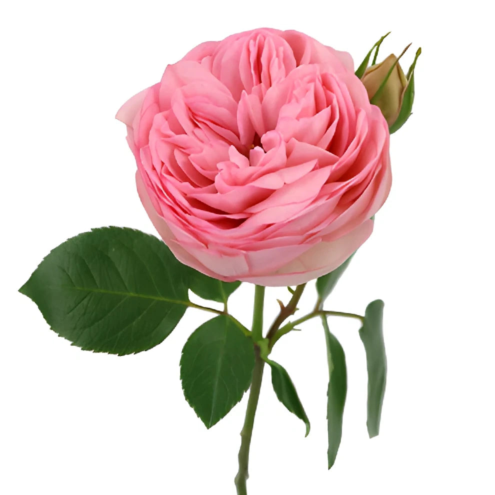 Bridal Piano Roses Garden - alternative 1