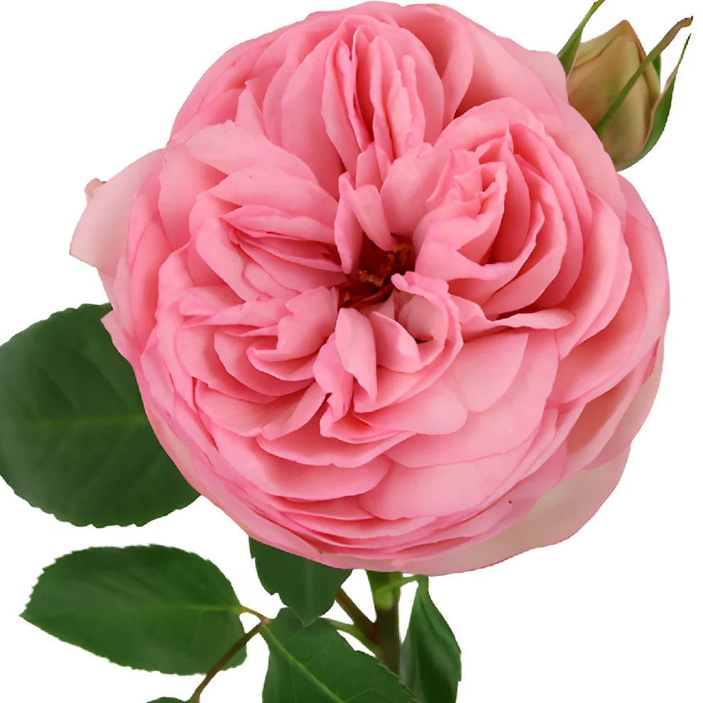 Bridal Piano Roses Garden - alternative 2