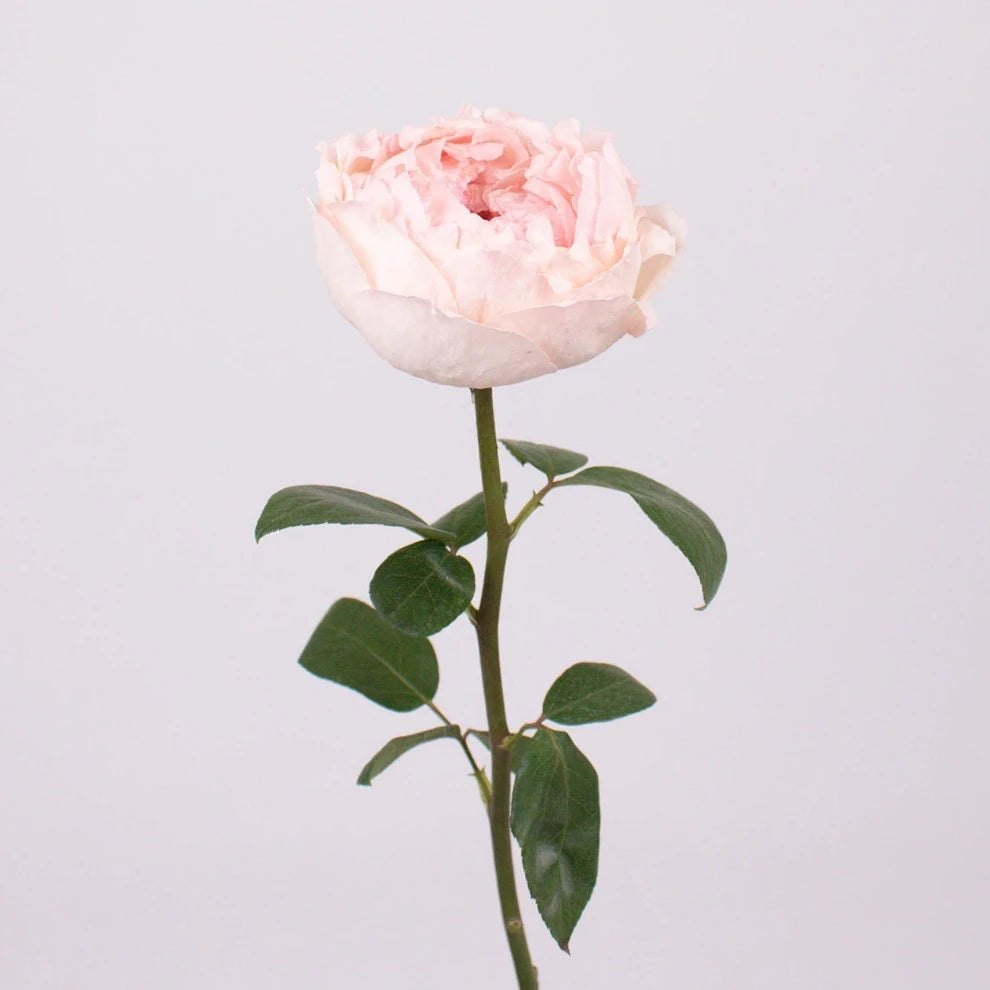 Bridal Tiara Roses Garden - alternative 1