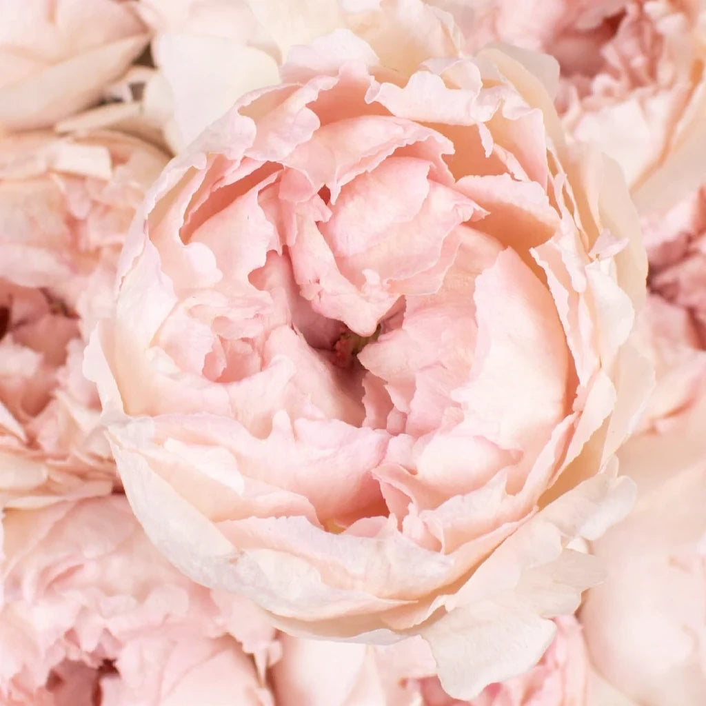 Bridal Tiara Roses Garden - alternative 2
