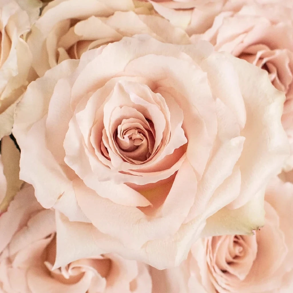 Bridesmaid Roses Garden - alternative 3