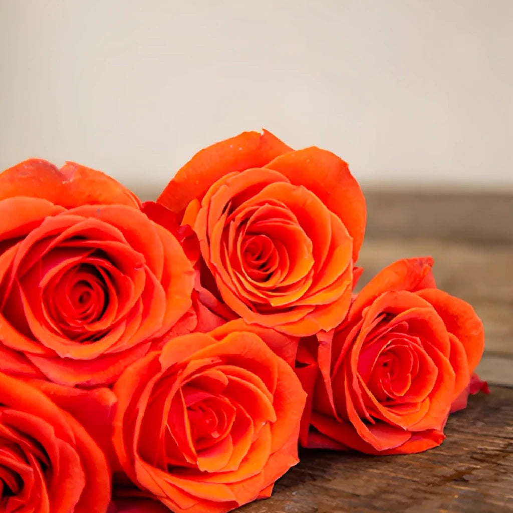 Santana Roses Standard - main