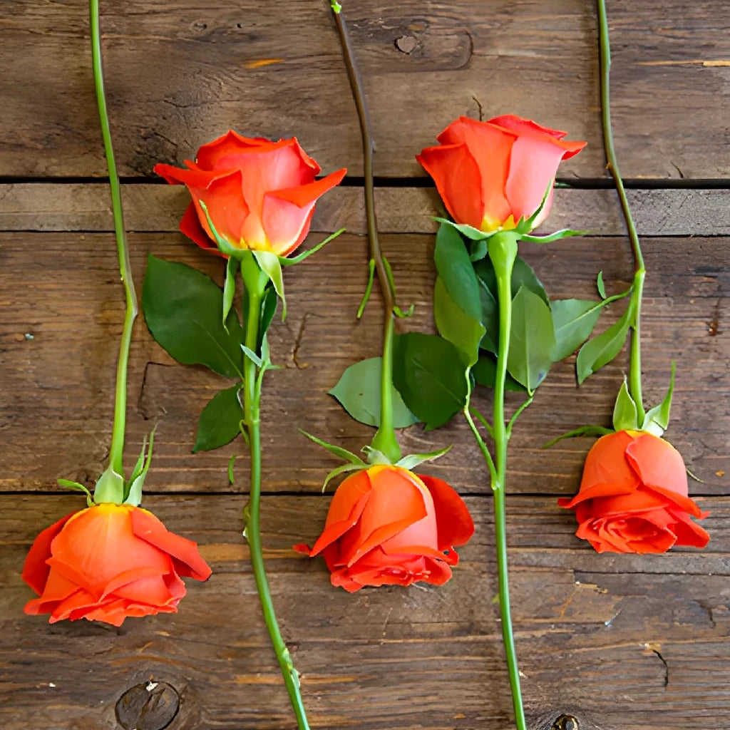 Santana Roses Standard - alternative 5