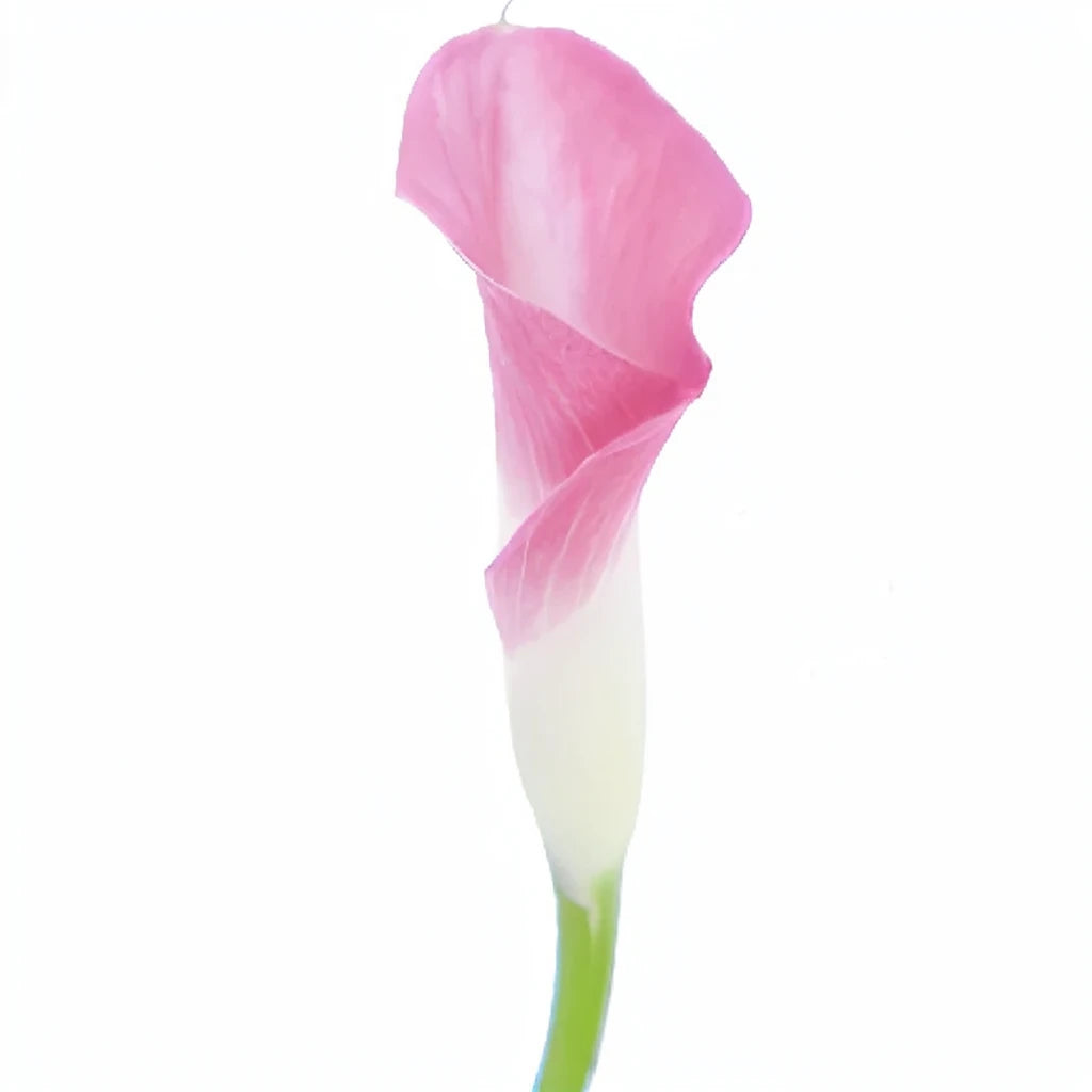 Denver Calla Lily Mini - alternative 4