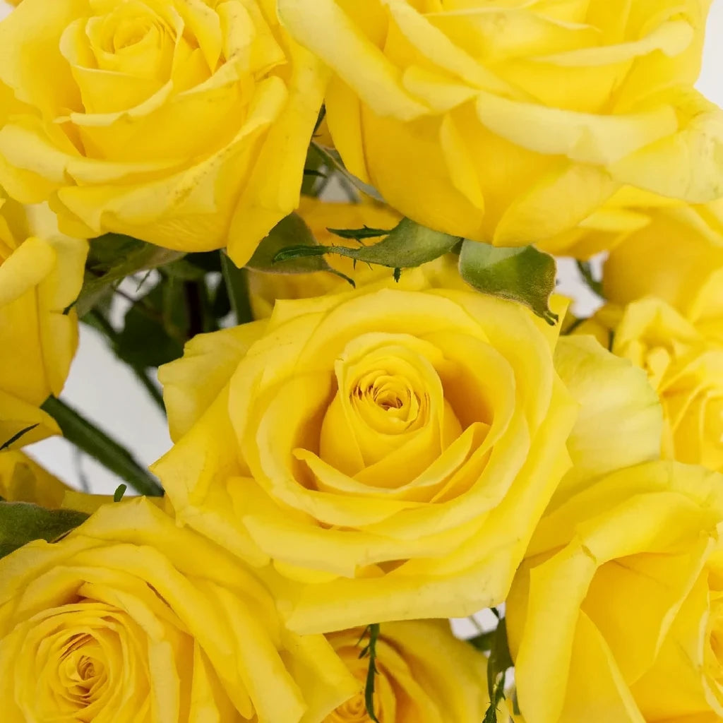 Super Sun Roses Standard - alternative 1