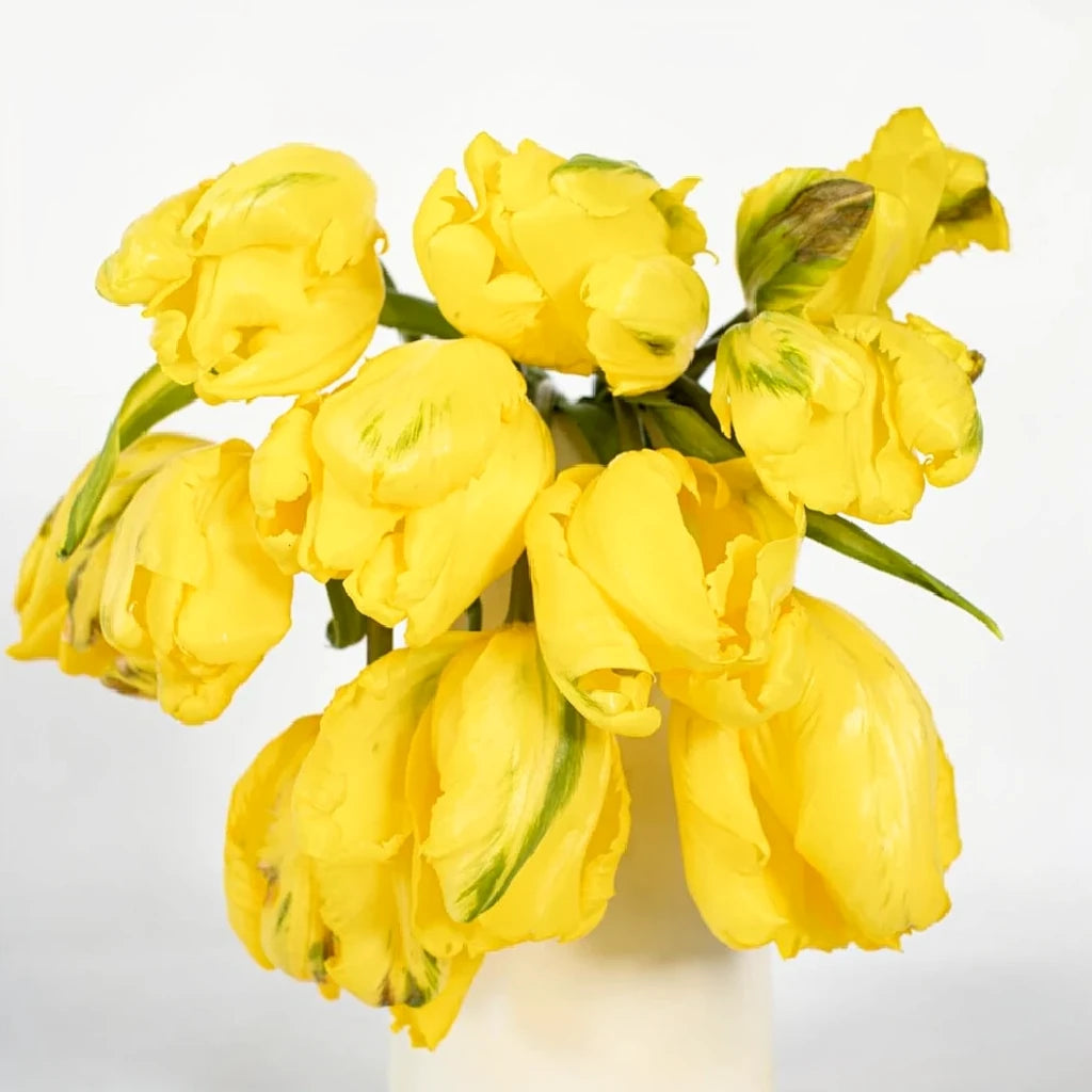 Yellow Tulips Parrot - alternative 2