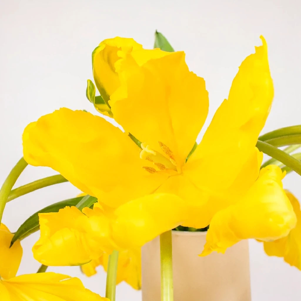 Yellow Tulips Parrot - alternative 1