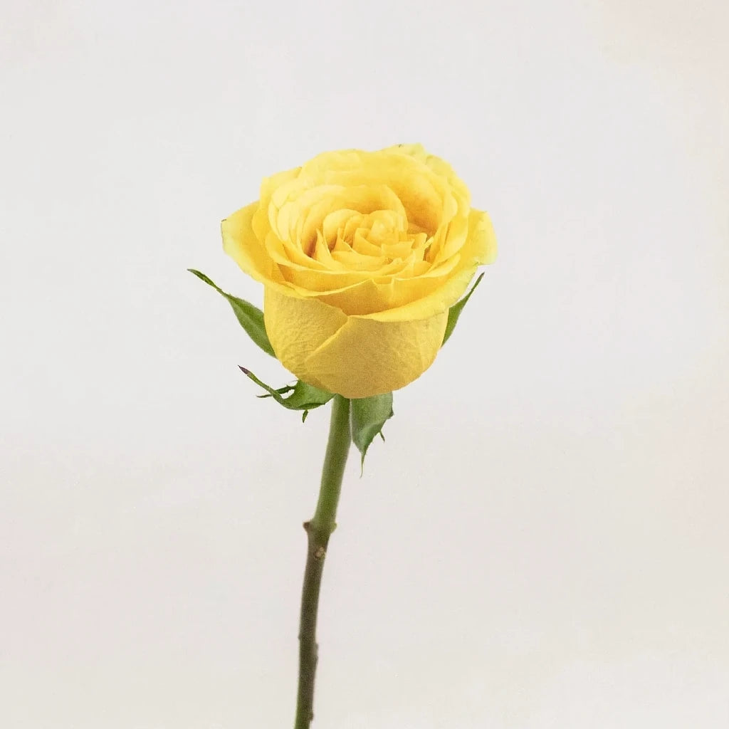 Brighton Roses Standard - alternative 1