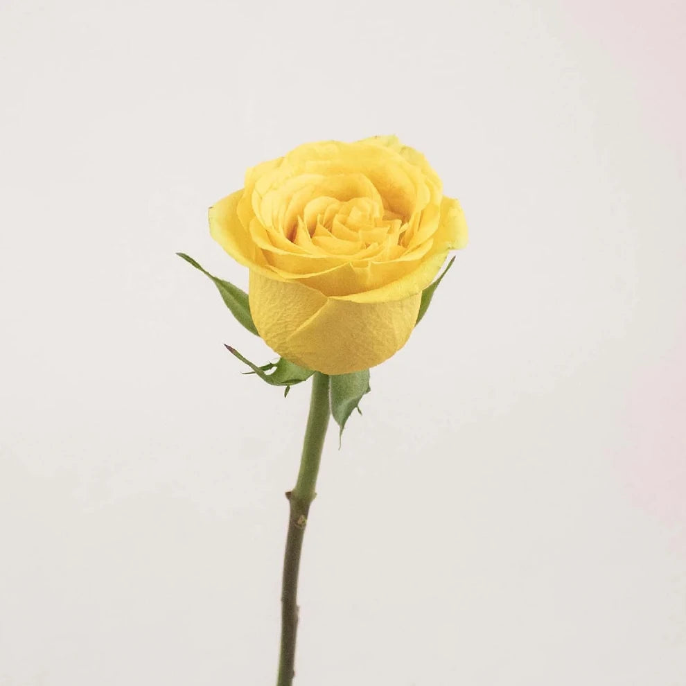 Yellow Deja Vu Roses Standard - main