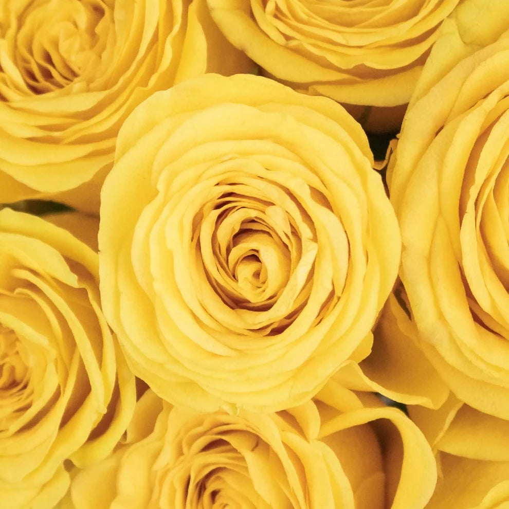 Yellow Deja Vu Roses Standard - alternative 1