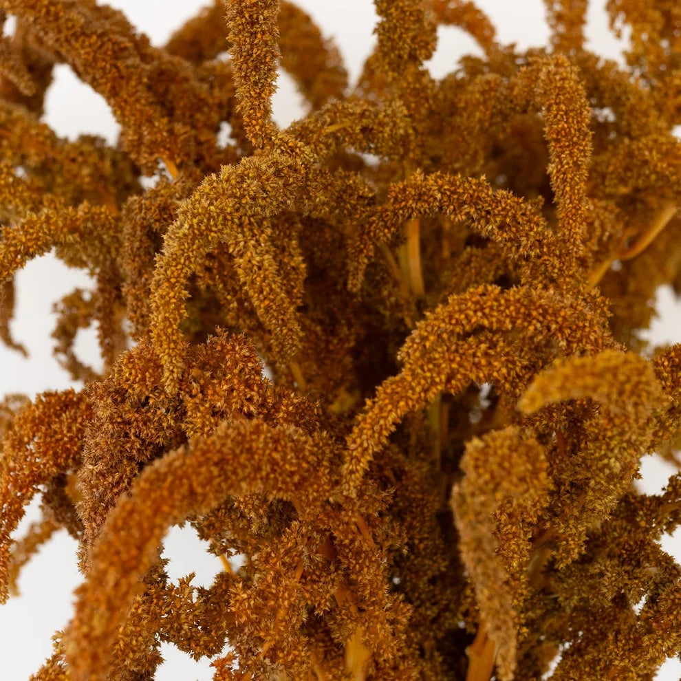 Upright Bronze Amaranthus - main
