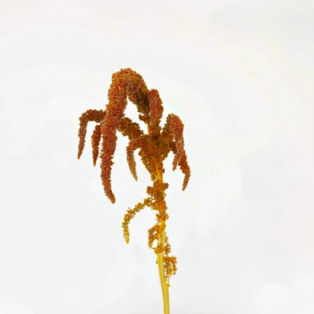 Upright Bronze Amaranthus - alternative 2