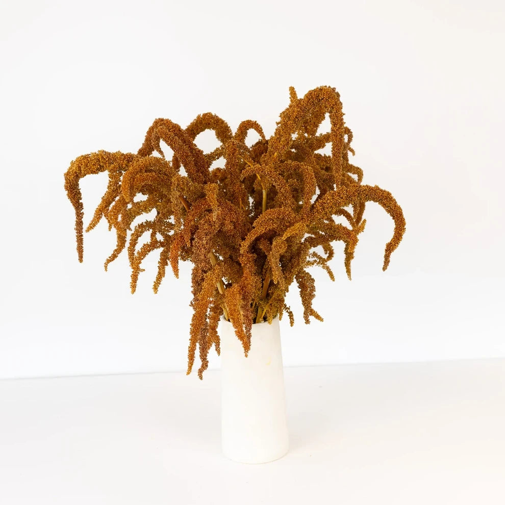 Upright Bronze Amaranthus - alternative 1