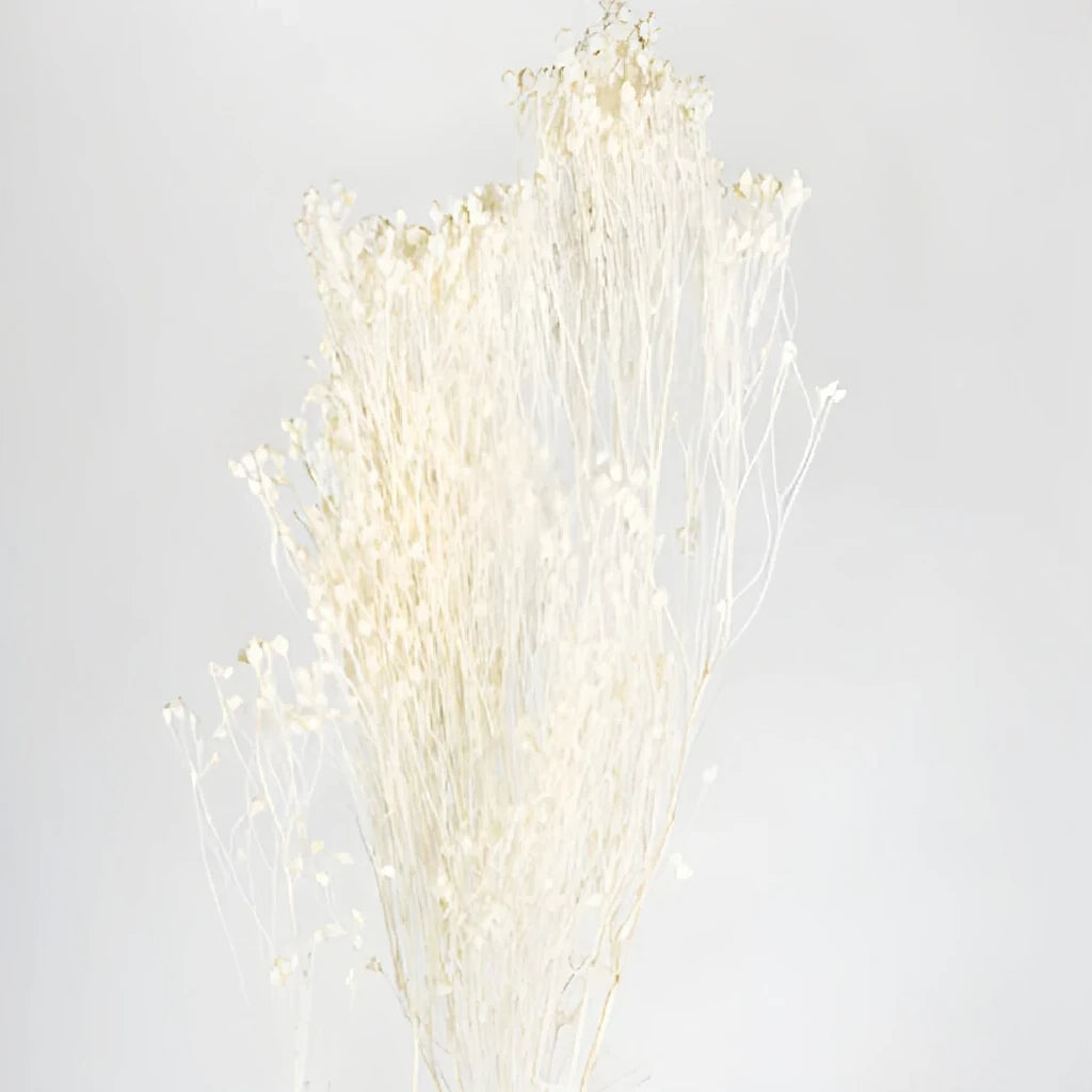 Broom Bloom Dried - White - alternative 2