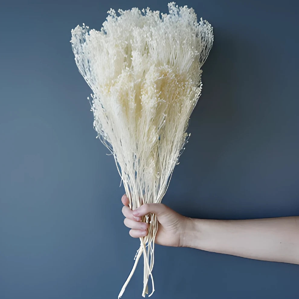 Broom Bloom Dried - White - alternative 1