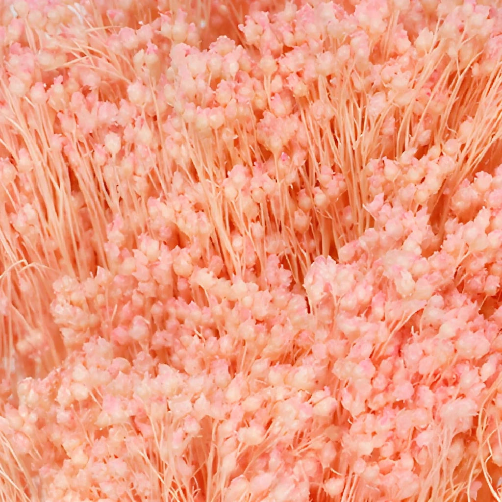 Light Pink Broom Bloom Dried - Light Pink - alternative 2