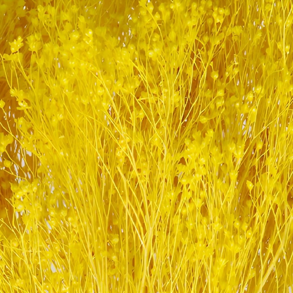 Yellow Broom Bloom Dried - Yellow - alternative 1