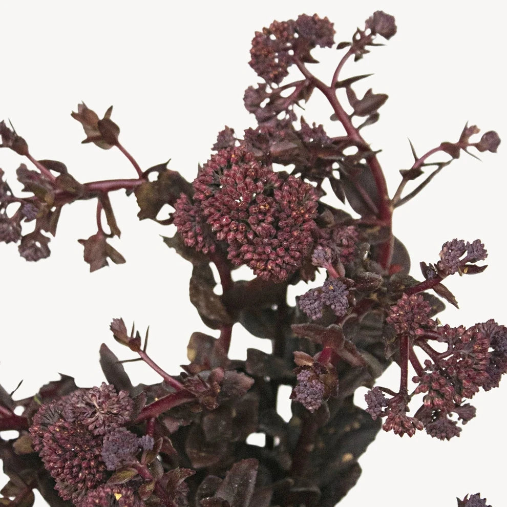 Chocolate Sedum - alternative 1