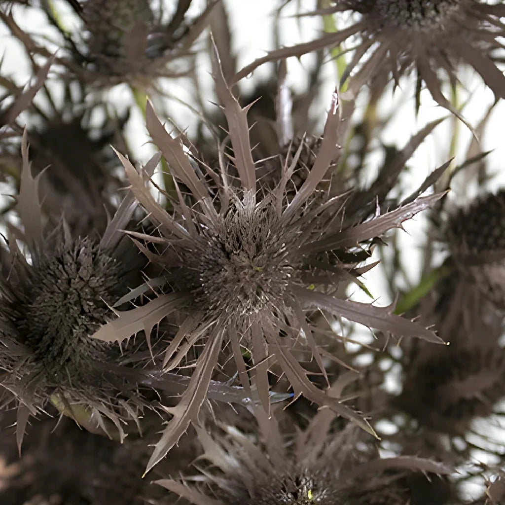 Tinted Brown Thistle - main