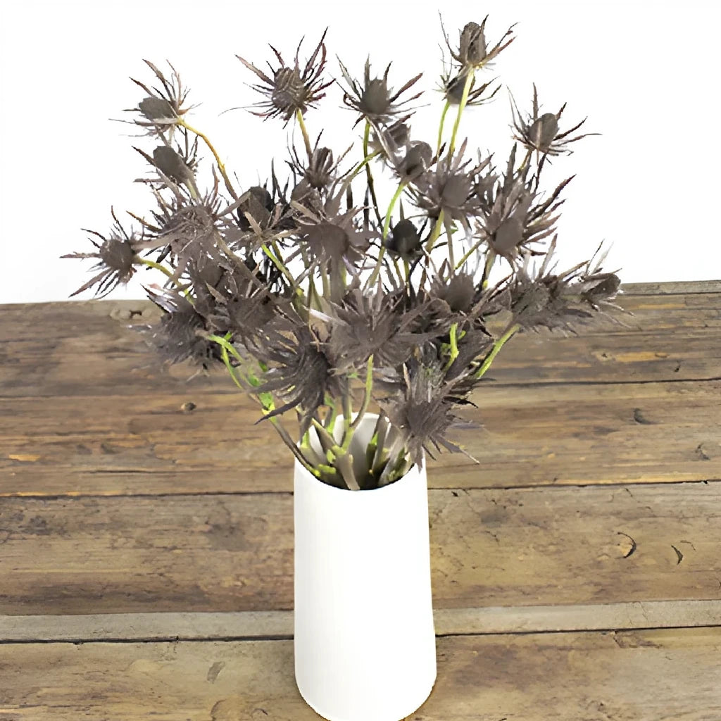 Tinted Brown Thistle - alternative 1