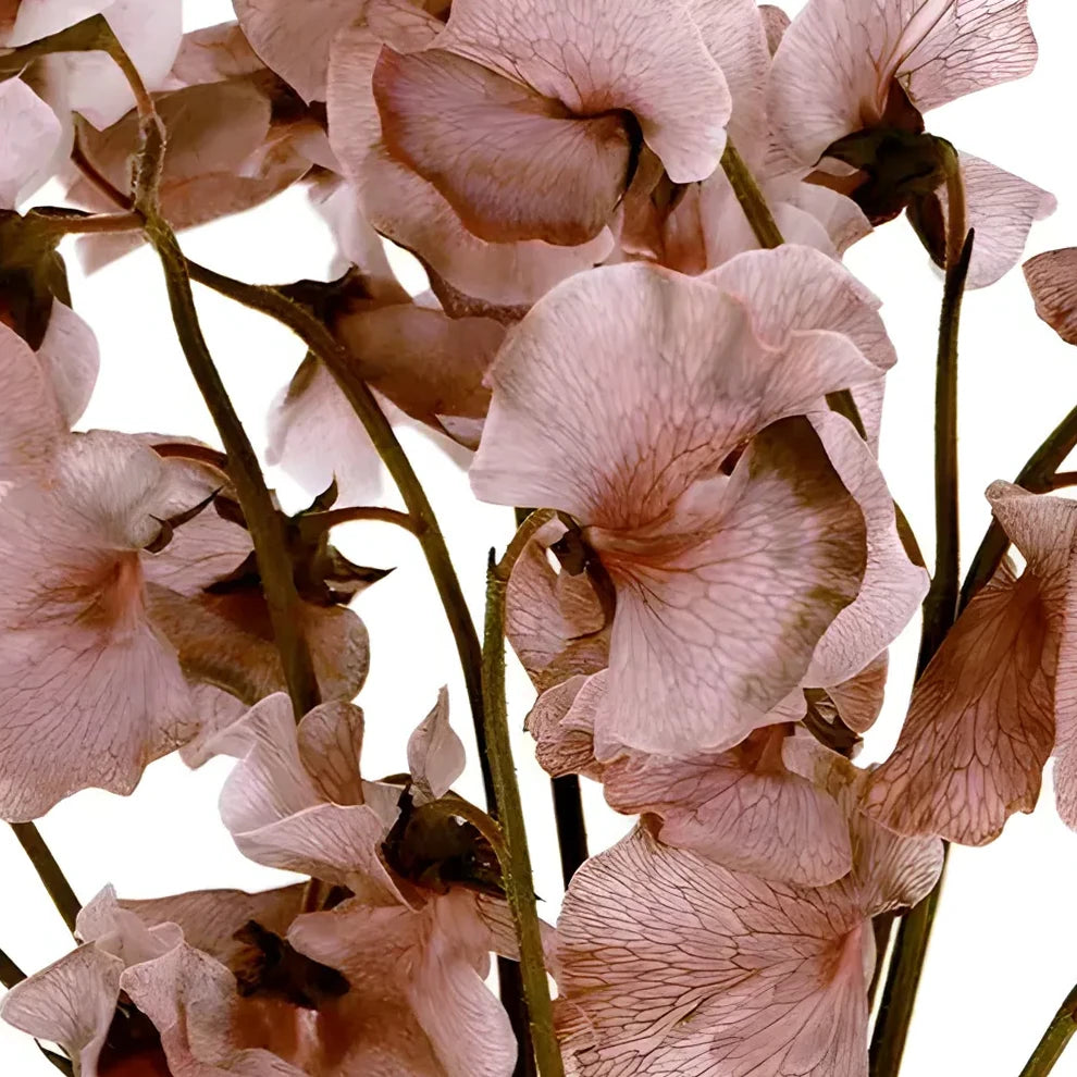 Tinted Brownie Sweet Peas - alternative 2