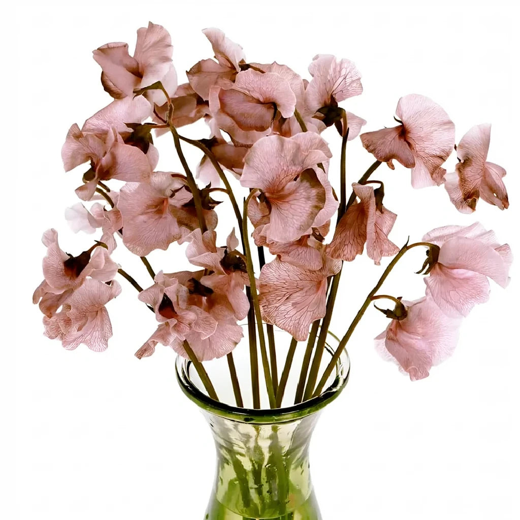 Tinted Brownie Sweet Peas - main