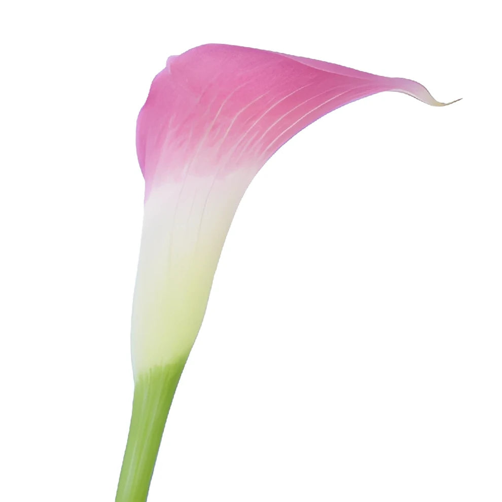 Denver Calla Lily Mini - main