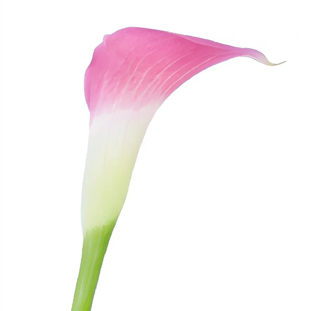 Pink Calla Lily Mini - alternative 2