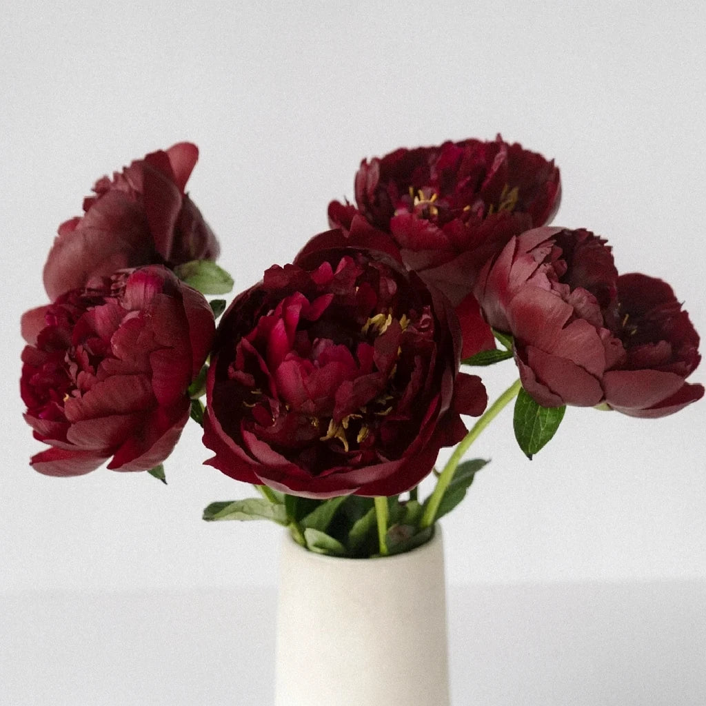 Buckeye Belle Peonies - alternative 2