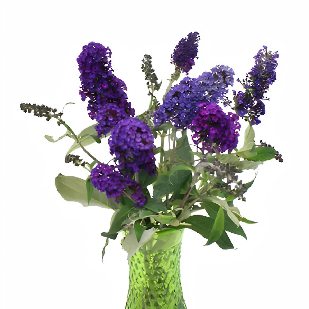 Purple Buddleia - alternative 2