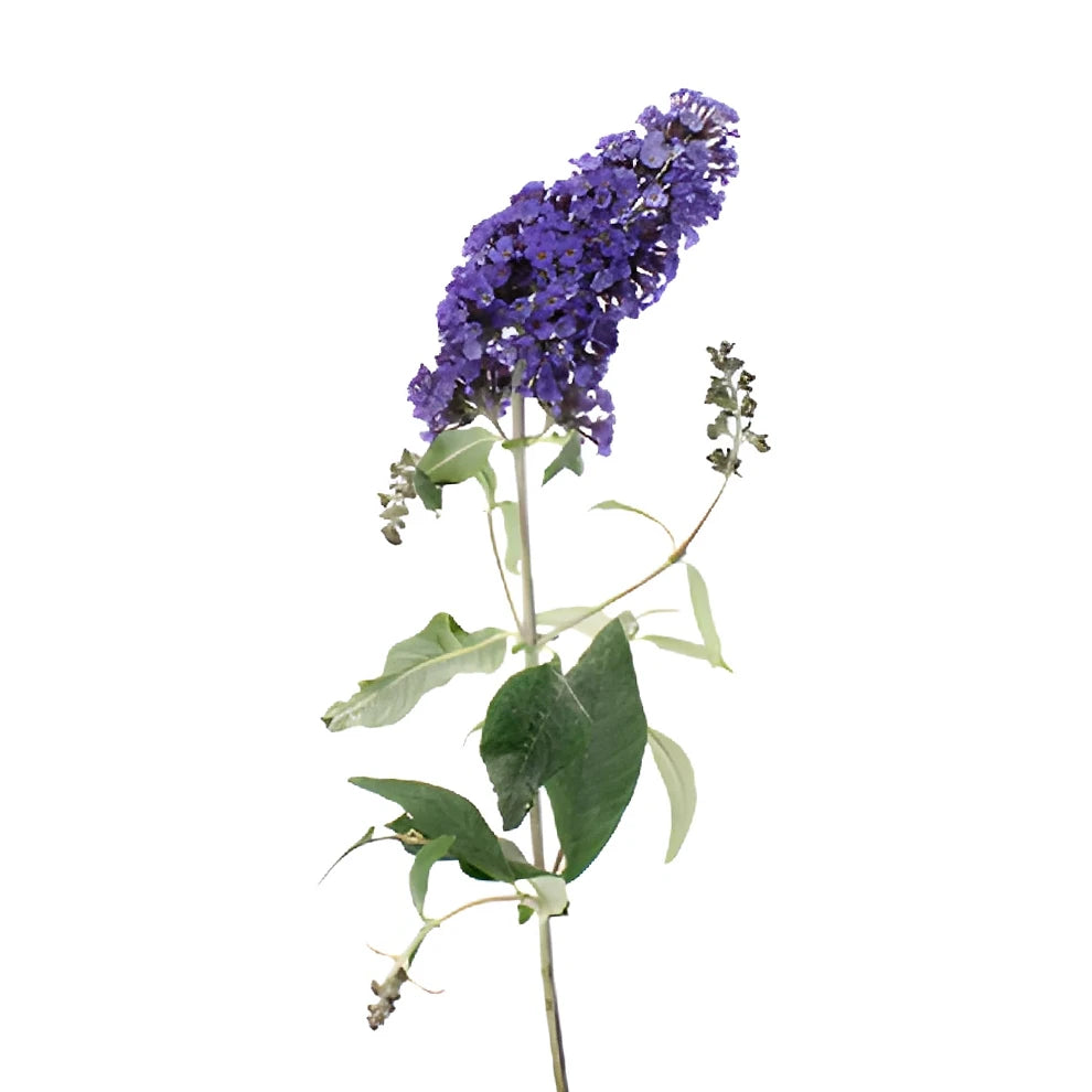 Purple Buddleia - alternative 3