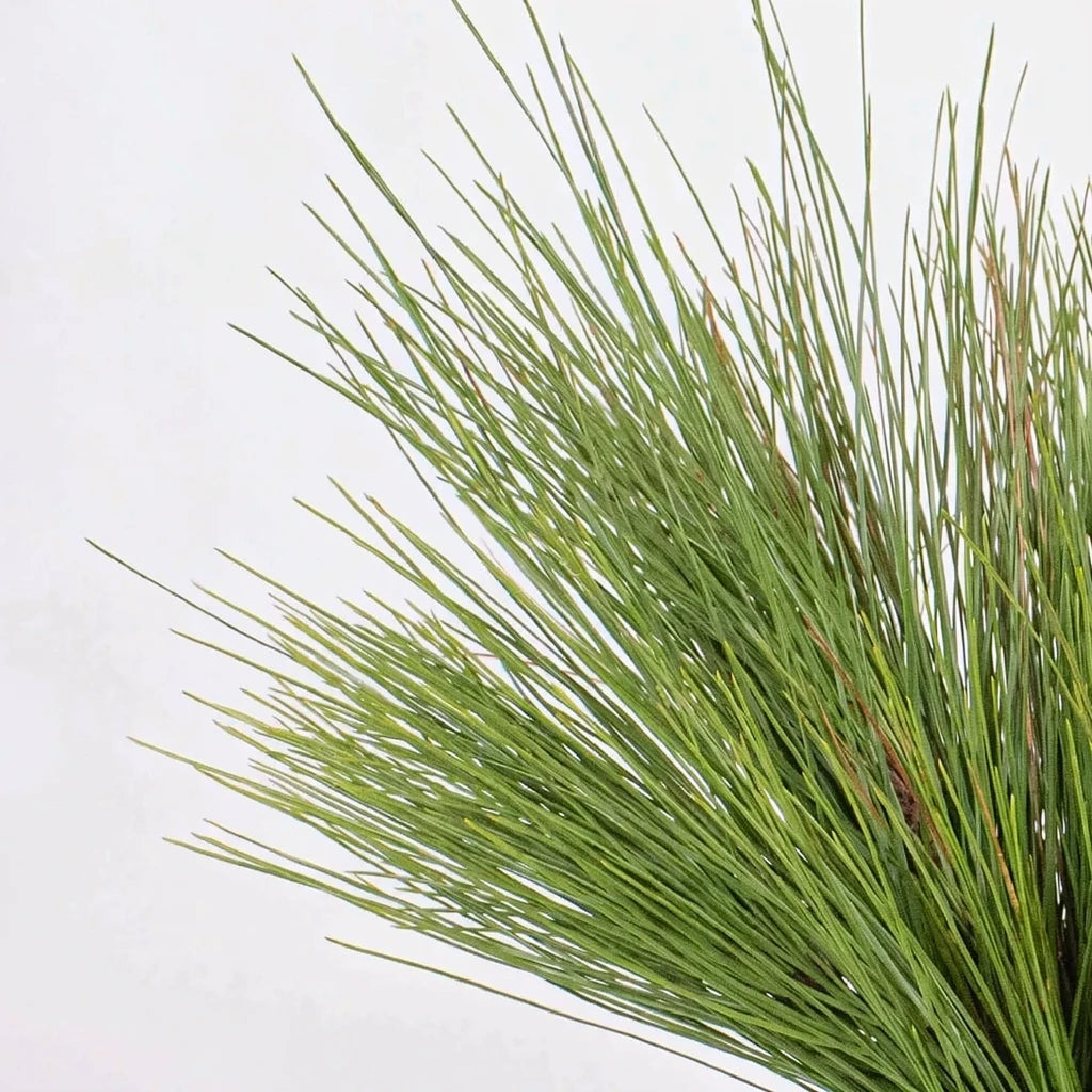 Ponderosa Pine Greenery - alternative 1