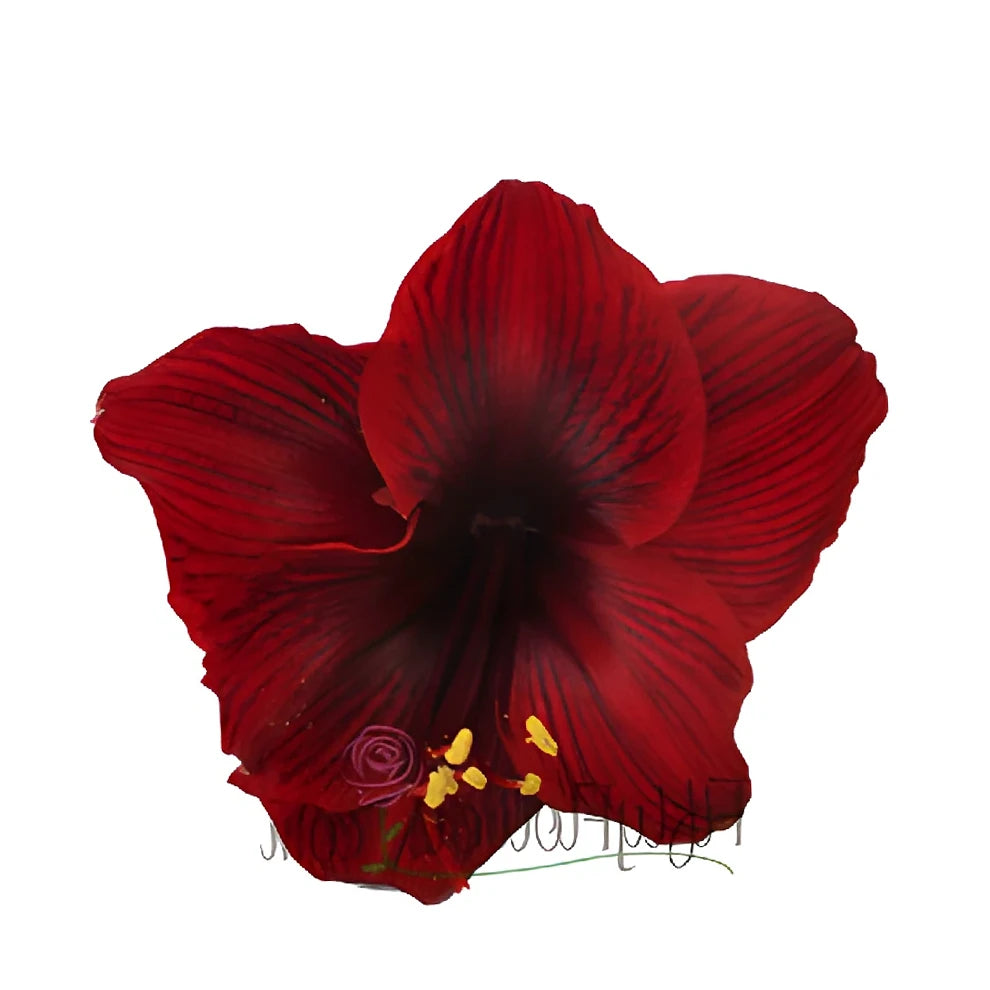 Burgundy Amaryllis - main