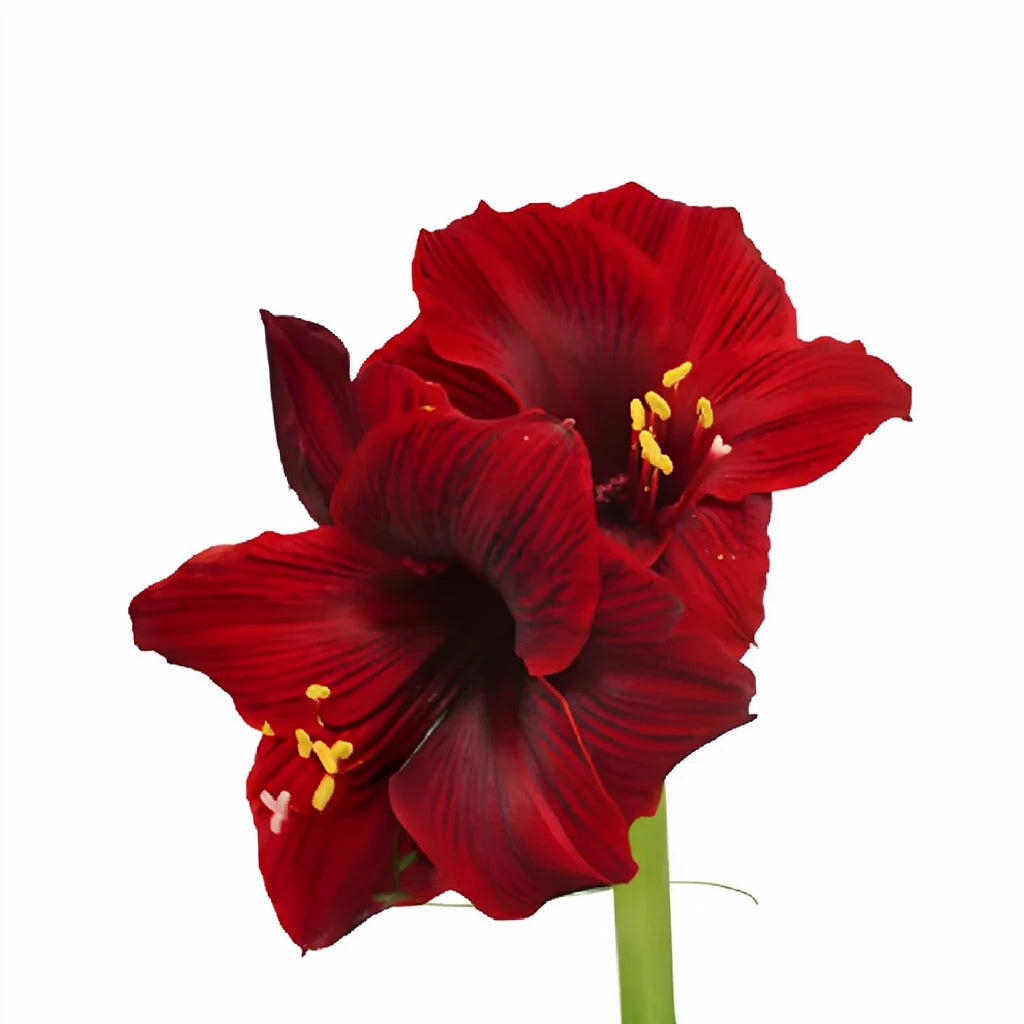 Burgundy Amaryllis - alternative 1