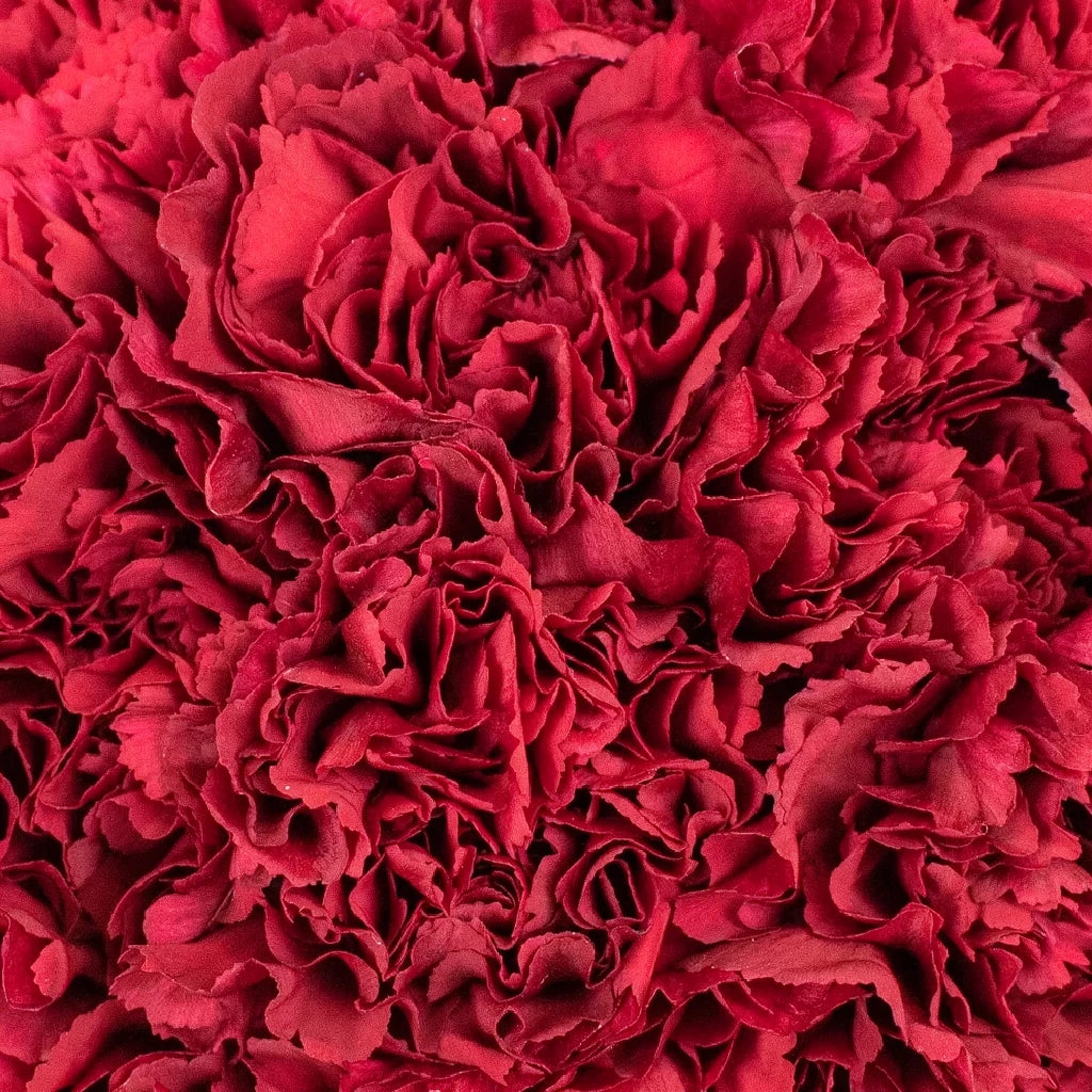 Crisson Tempo Carnations - alternative 2
