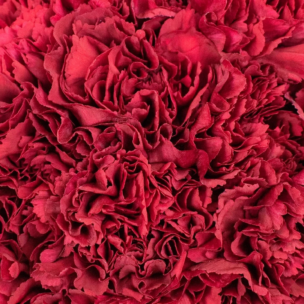 Zurigo Carnations - main