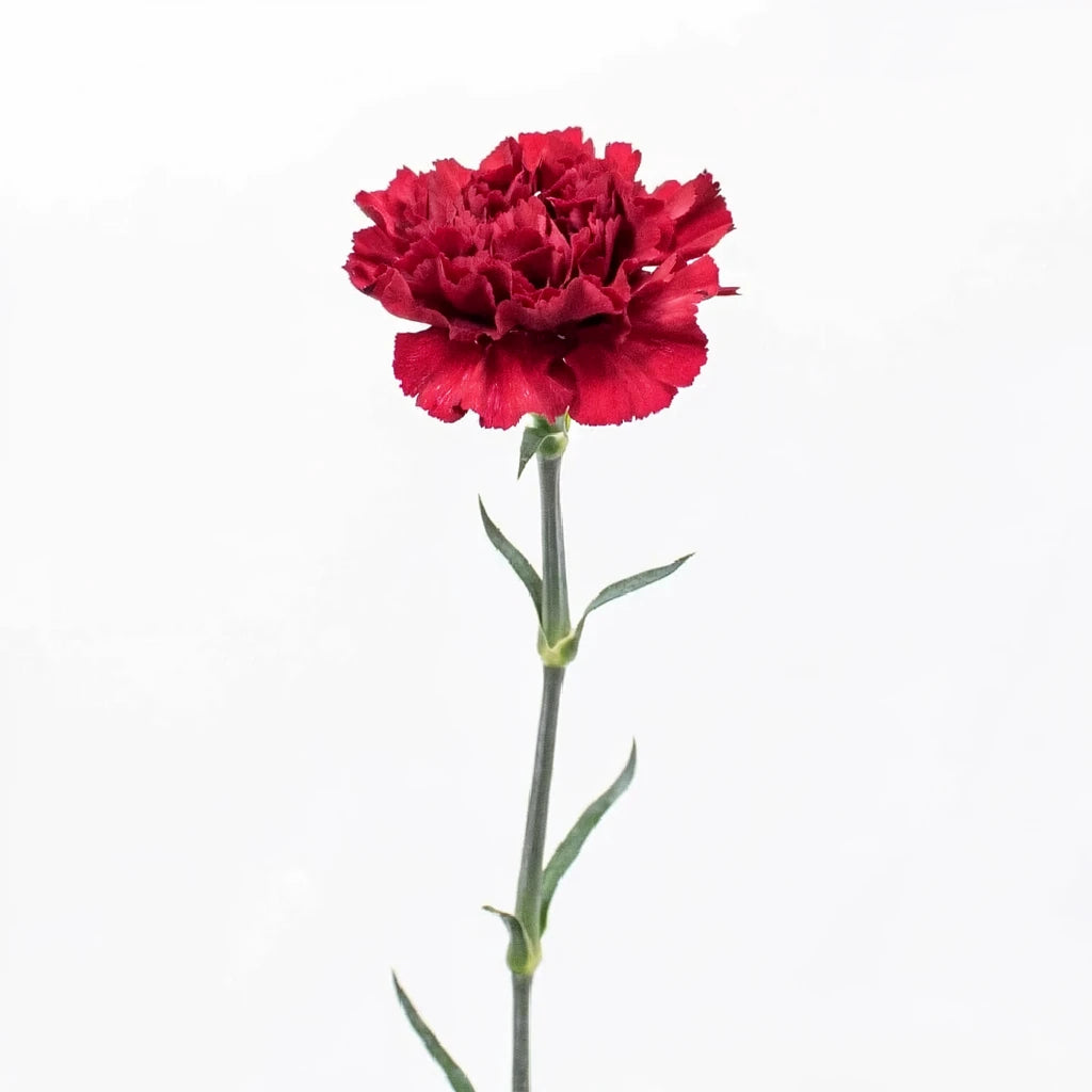 Zurigo Carnations - alternative 1