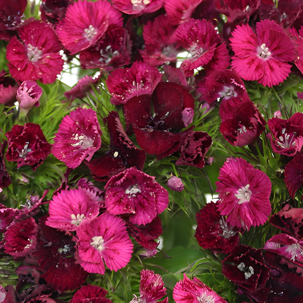 Gypsy Dianthus - Burgundy - main
