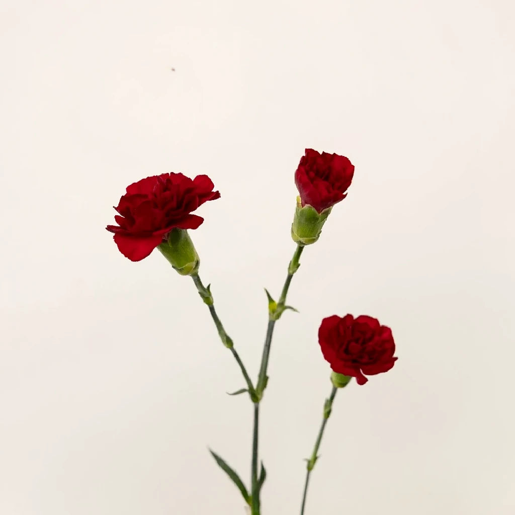 Burgundy Carnations Mini - main
