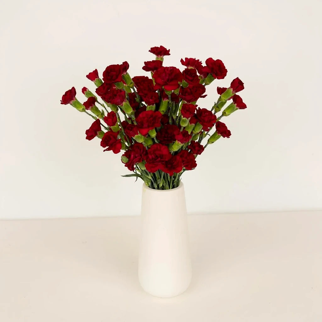 Burgundy Carnations - alternative 2
