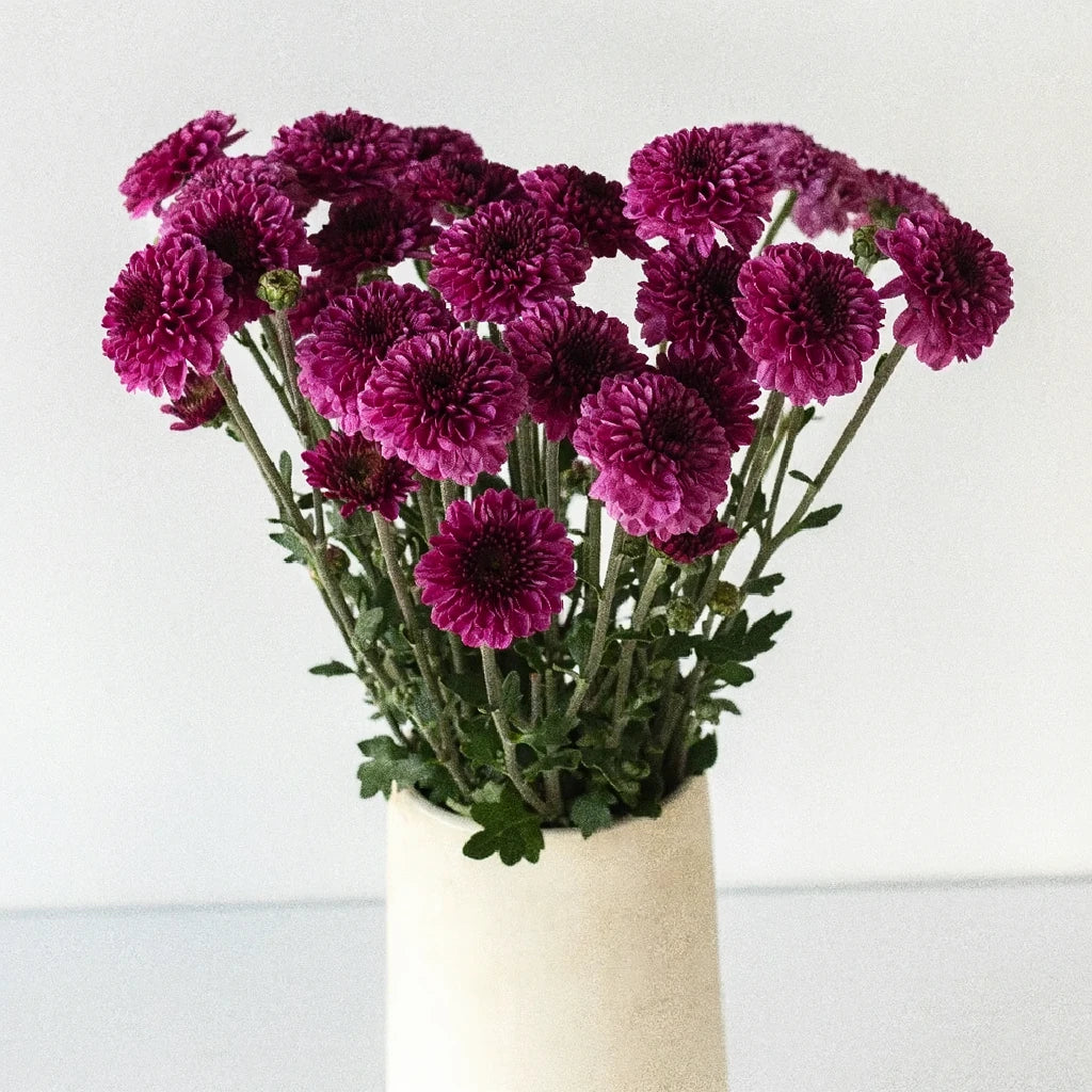 Dante Pom Cushion - alternative 2