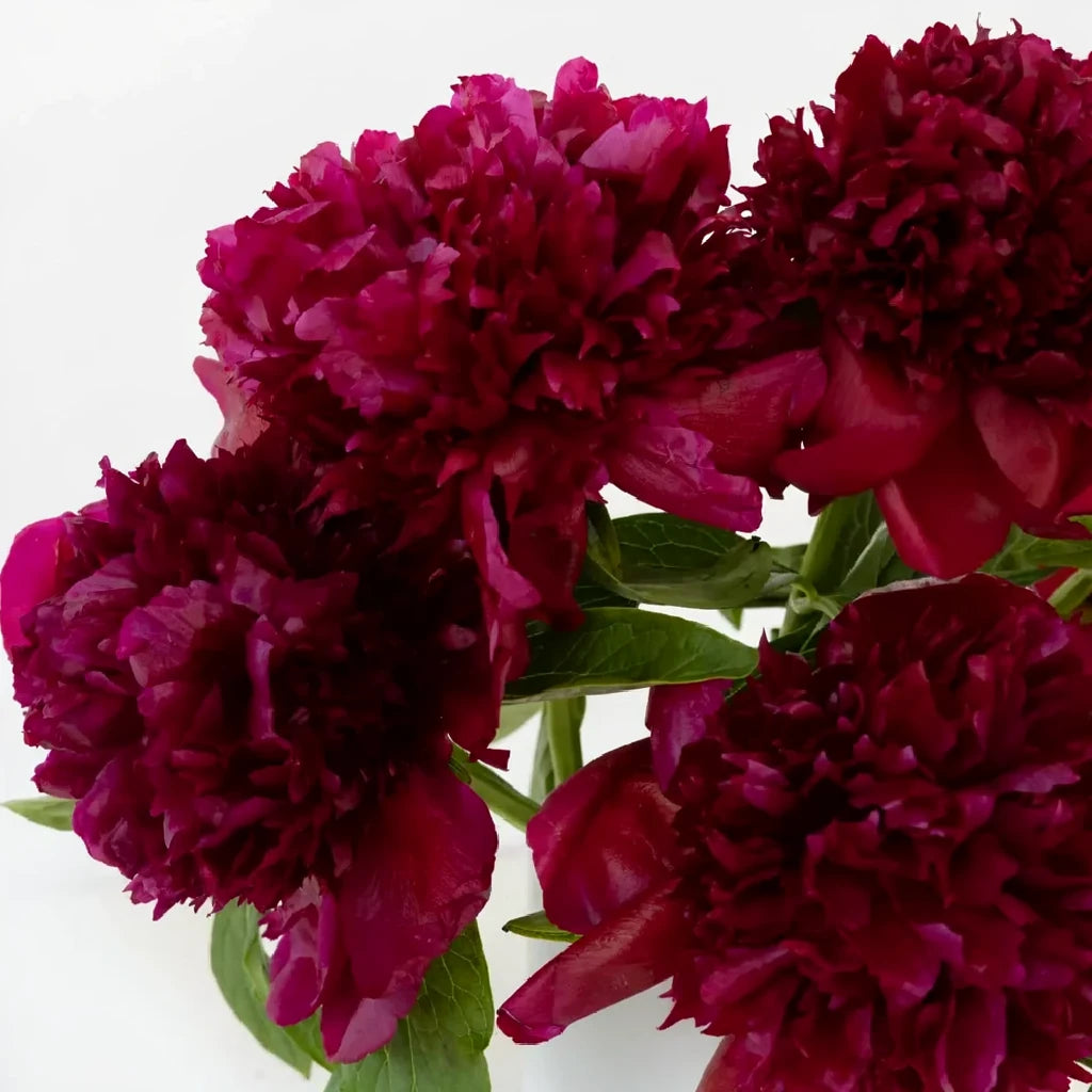 Red Charm Peonies - alternative 2