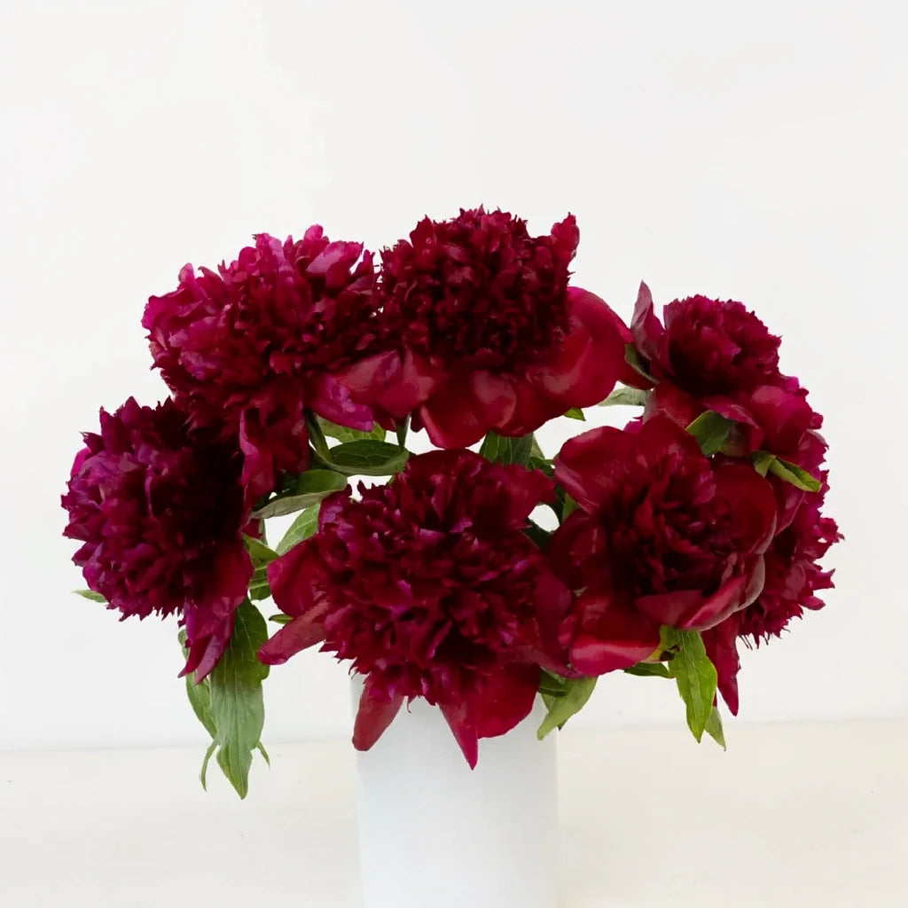 Red Charm Peonies - alternative 1