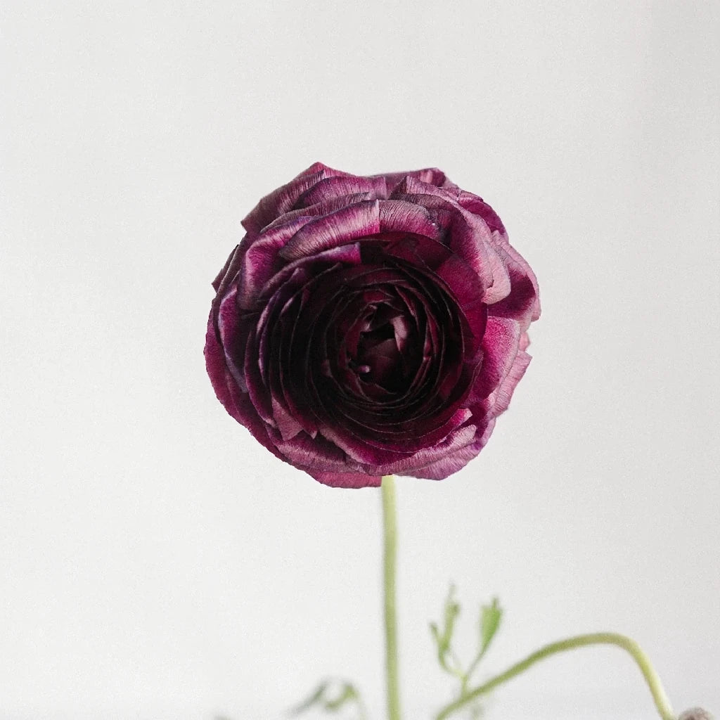 Burgundy Ranunculus - alternative 2