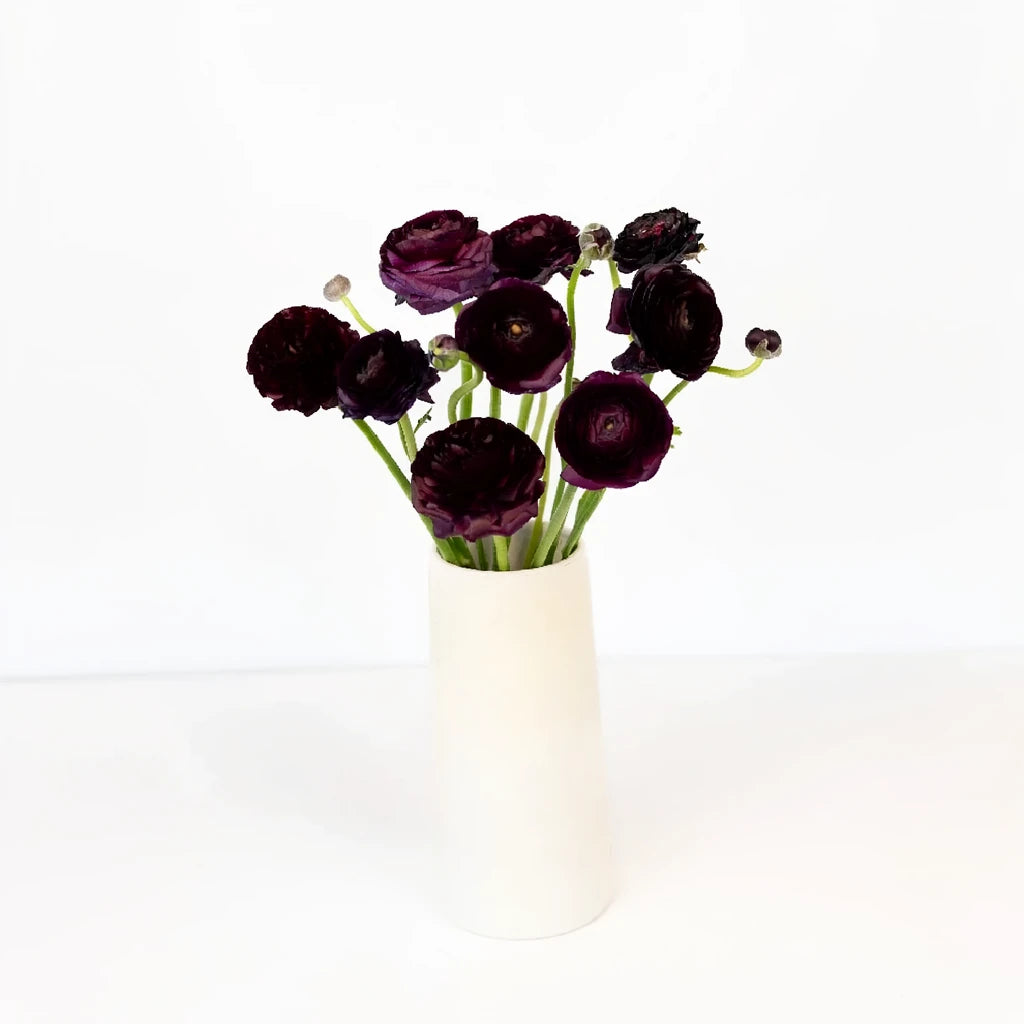 Burgundy Ranunculus - main