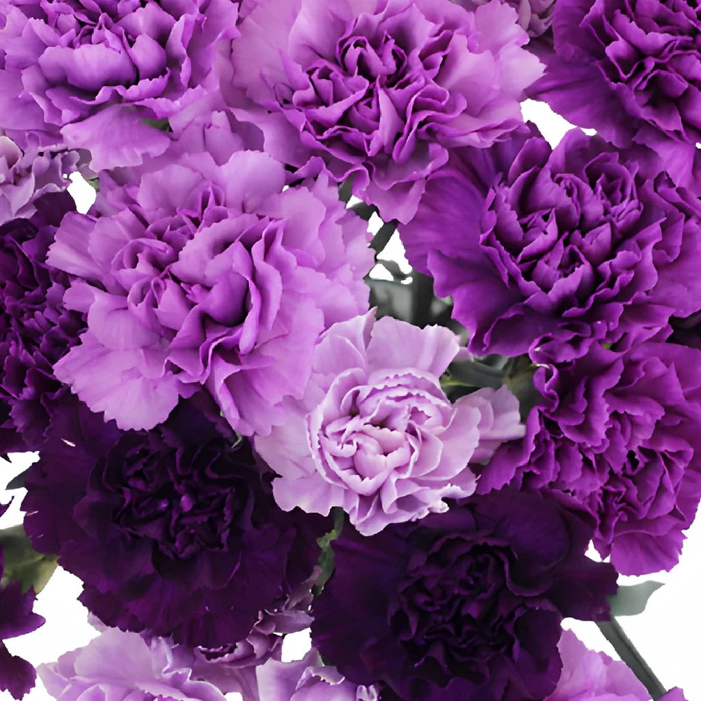 Moonvista Carnations - alternative 2