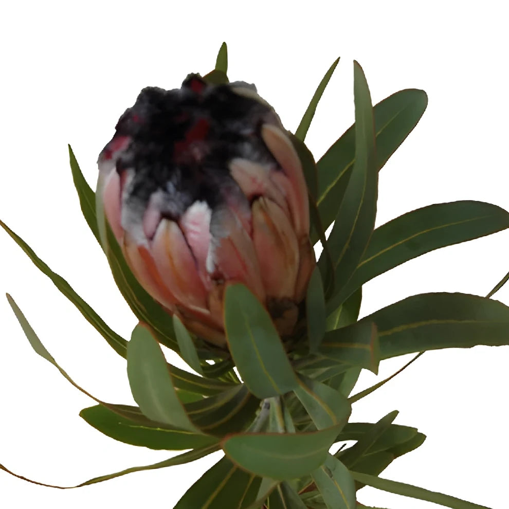 Protea Pink Mink Tropicals - alternative 4